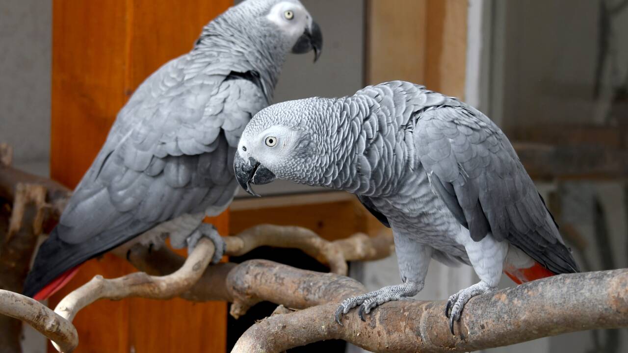 Un parc britannique retire des perroquets qui insultaient les visiteurs