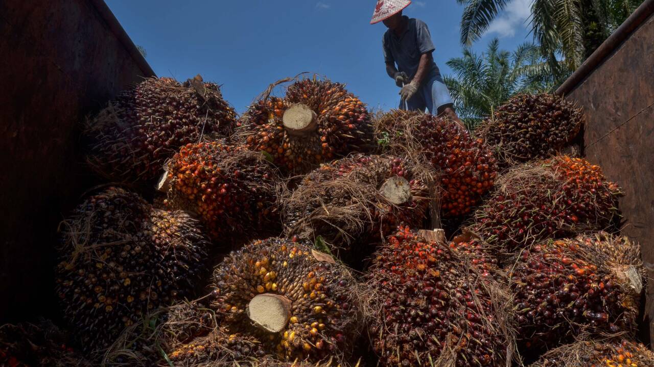 Un géant malaisien de l'huile de palme interdit aux Etats-Unis à cause d'abus