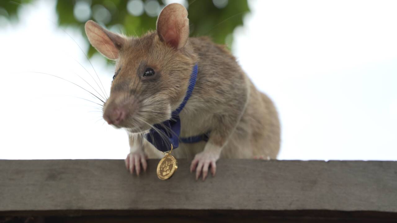 Magawa, le rat géant médaillé pour avoir détecté des mines prend sa retraite au Cambodge