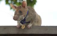 Cambodia: Magawa, the famous mine detector rat, has died