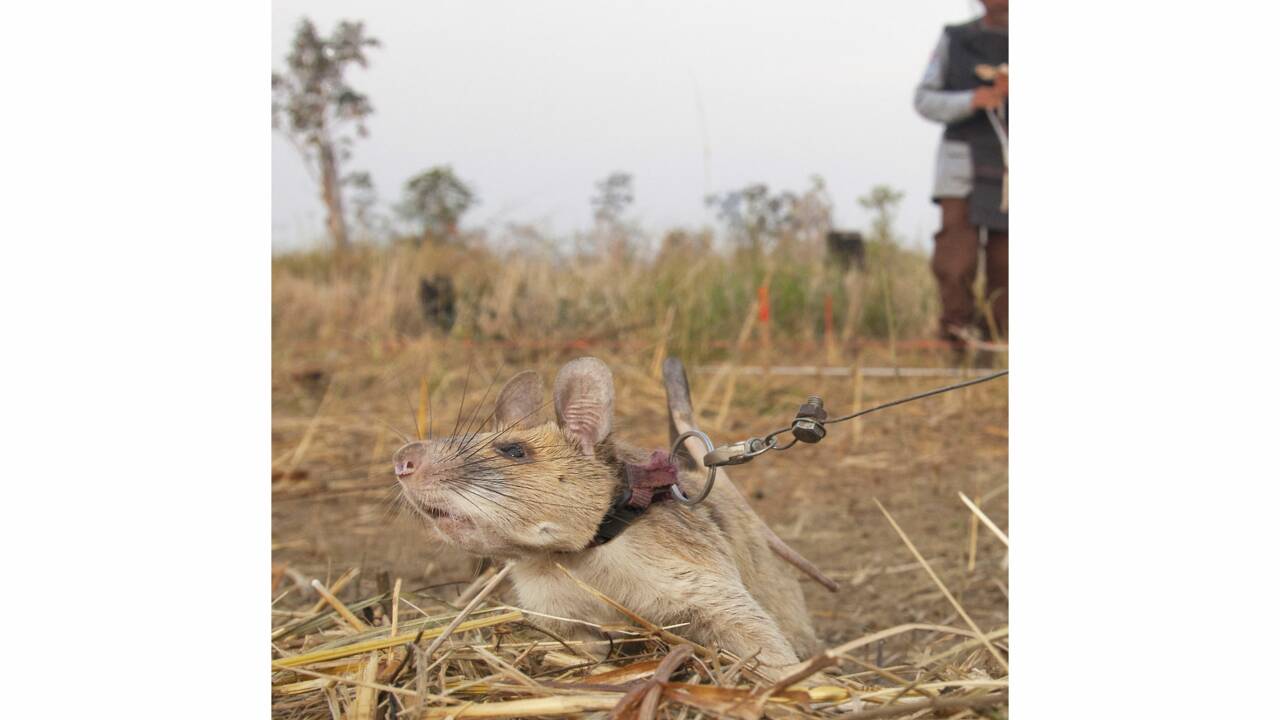Magawa, le rat géant récompensé pour avoir détecté des mines antipersonnel au Cambodge
