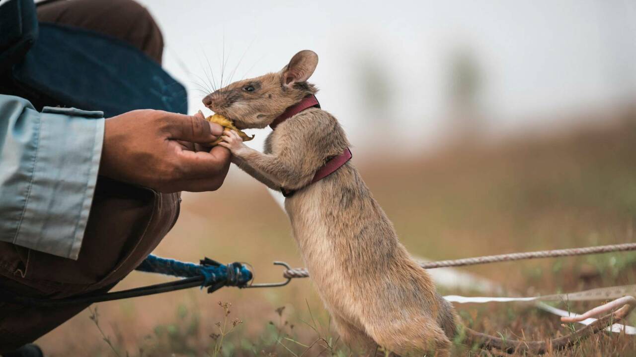 Magawa, le rat géant récompensé pour avoir détecté des mines antipersonnel au Cambodge