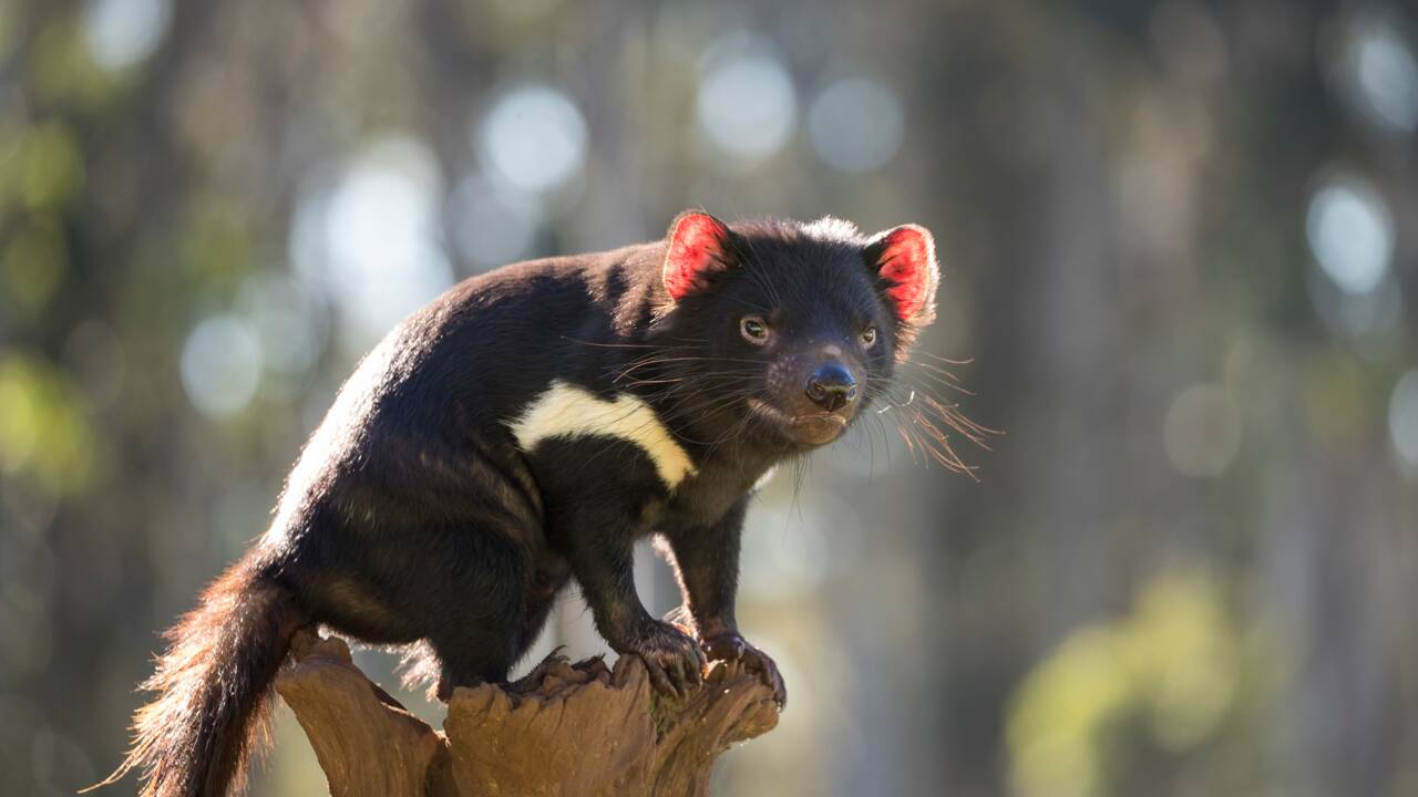 Des diables de Tasmanie réintroduits pour la première fois sur le continent australien