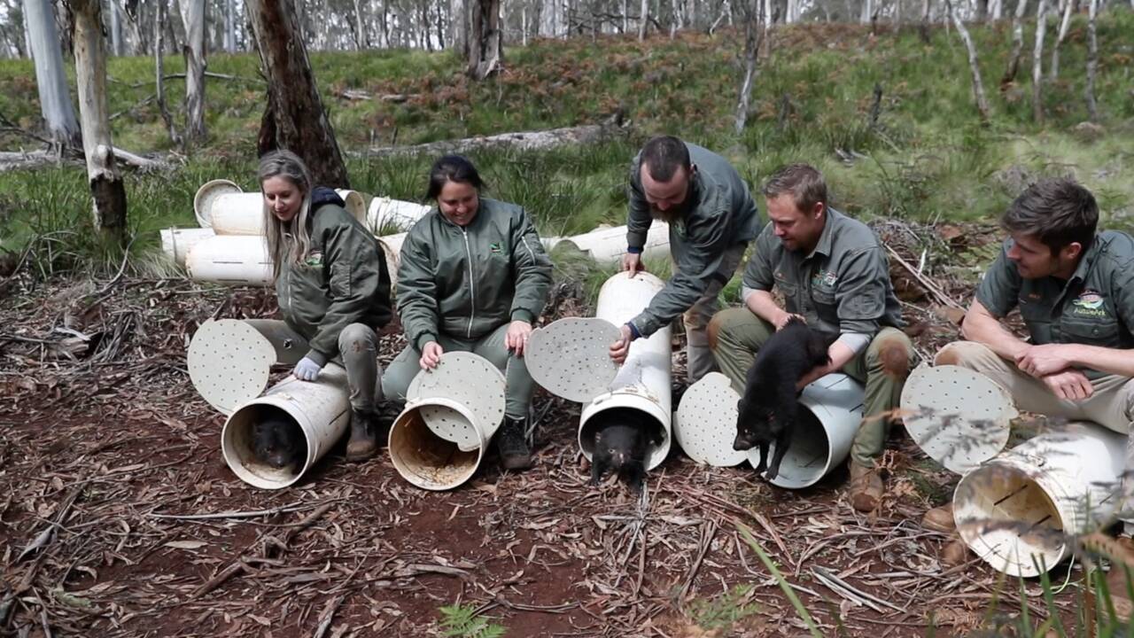 Des diables de Tasmanie réintroduits pour la première fois sur le continent australien