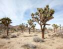 Californie : les arbres de Josué pourraient être classés espèce protégée à cause du changement climatique