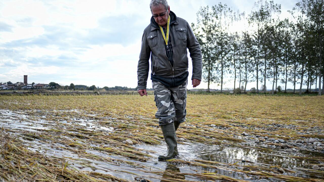 Les intempéries dévastent les rizières du "triangle d'or" italien
