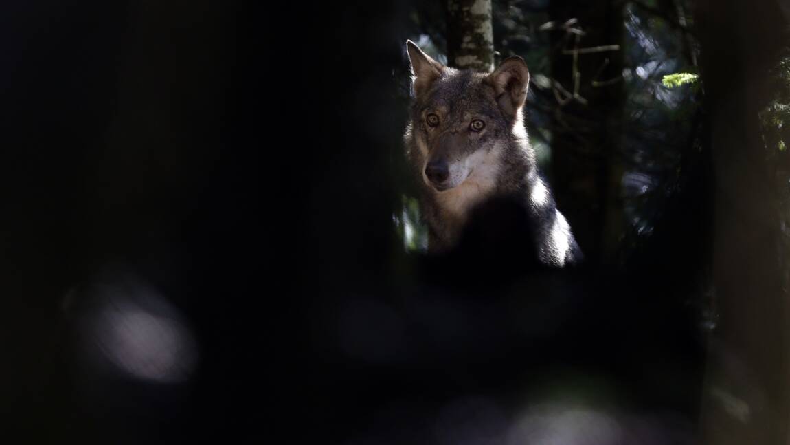 Deux-Sèvres: un des trois loups échappés retrouvé tué sur la route