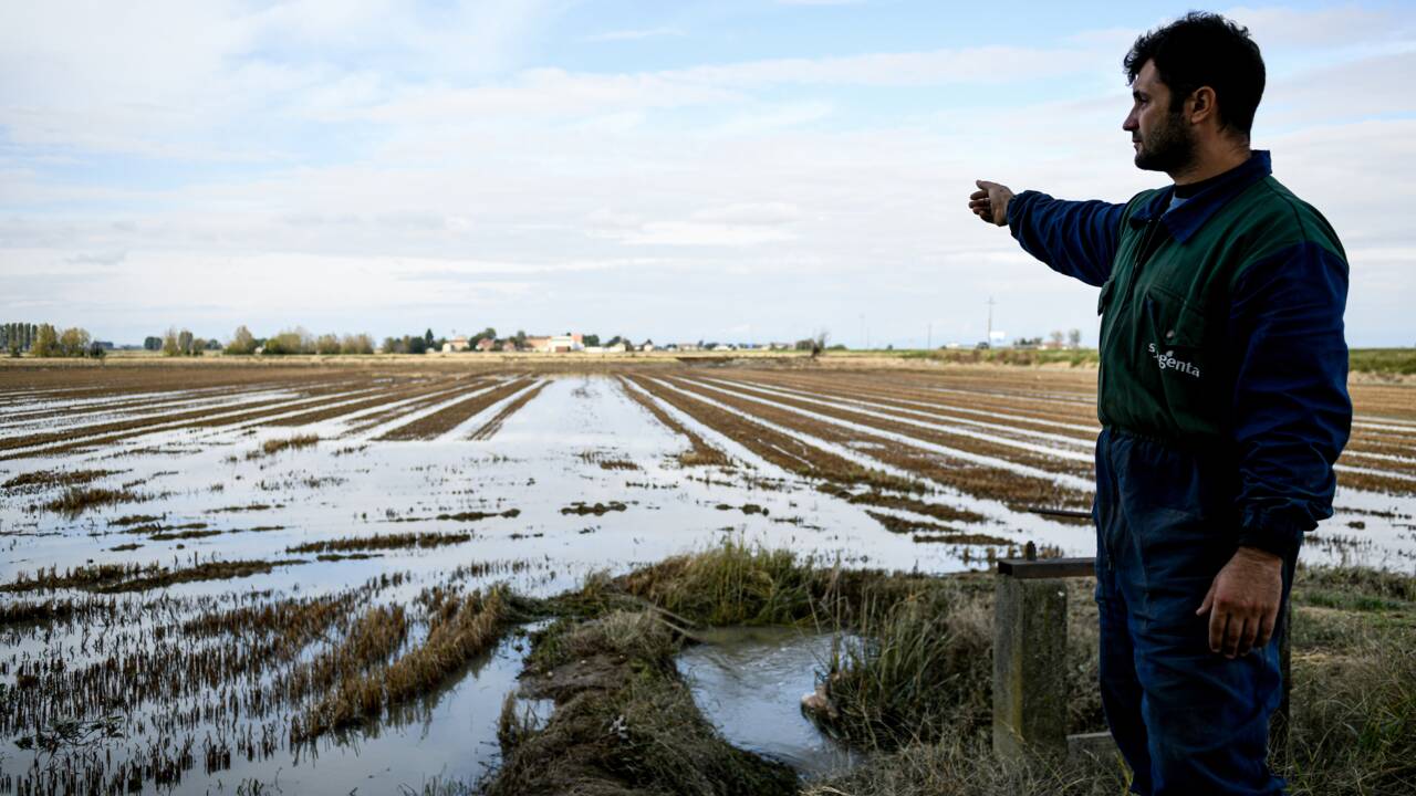 Les intempéries dévastent les rizières du "triangle d'or" italien