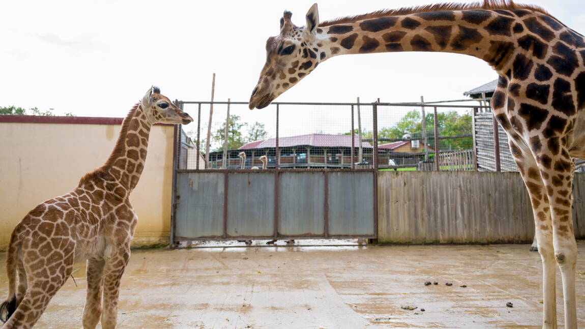 Un Girafon D Une Sous Espece Rare Est Ne Au Zoo D Amneville Geo Fr