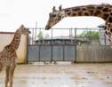 Un girafon d'une sous-espèce rare est né au zoo d'Amnéville