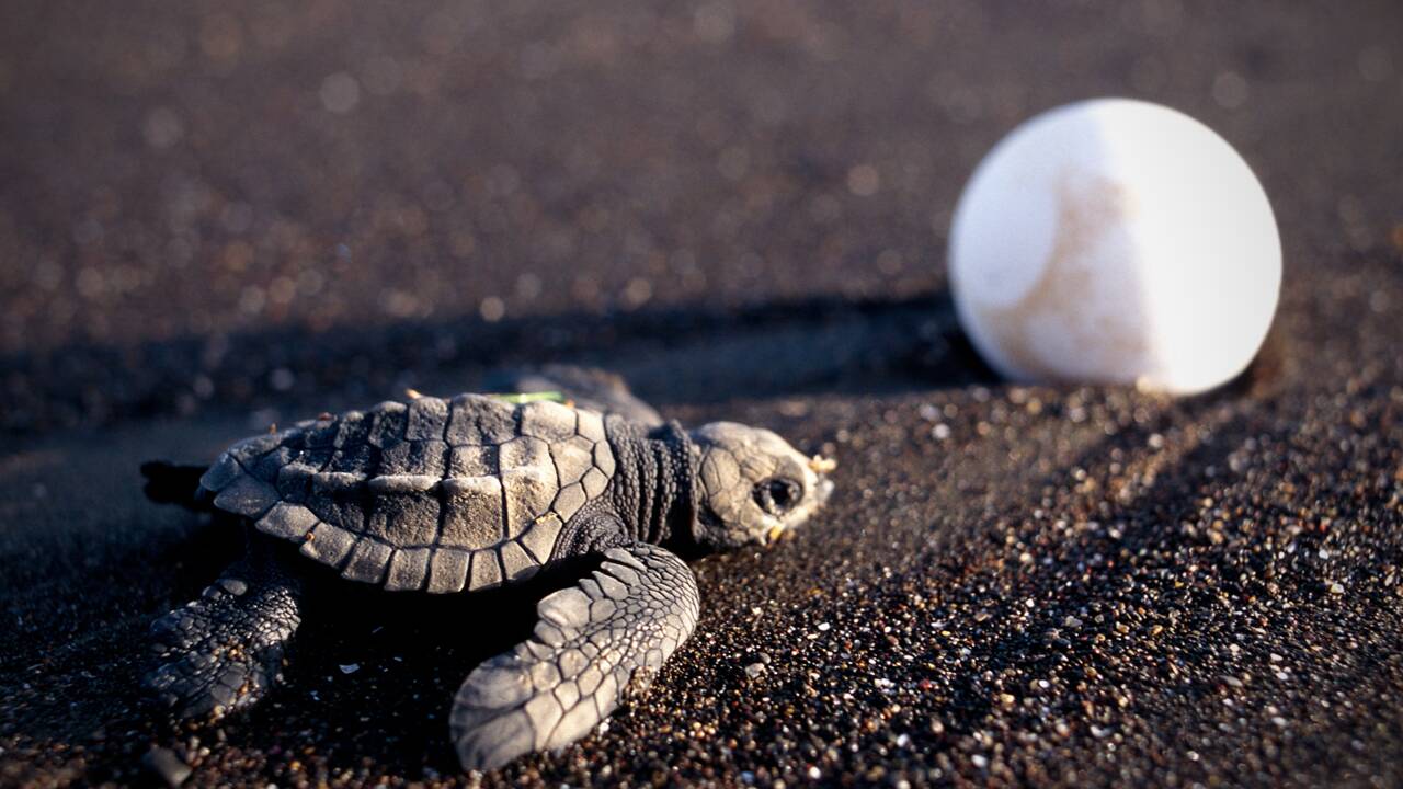 Tortues de mer : des faux œufs géolocalisés pour stopper le trafic illégal