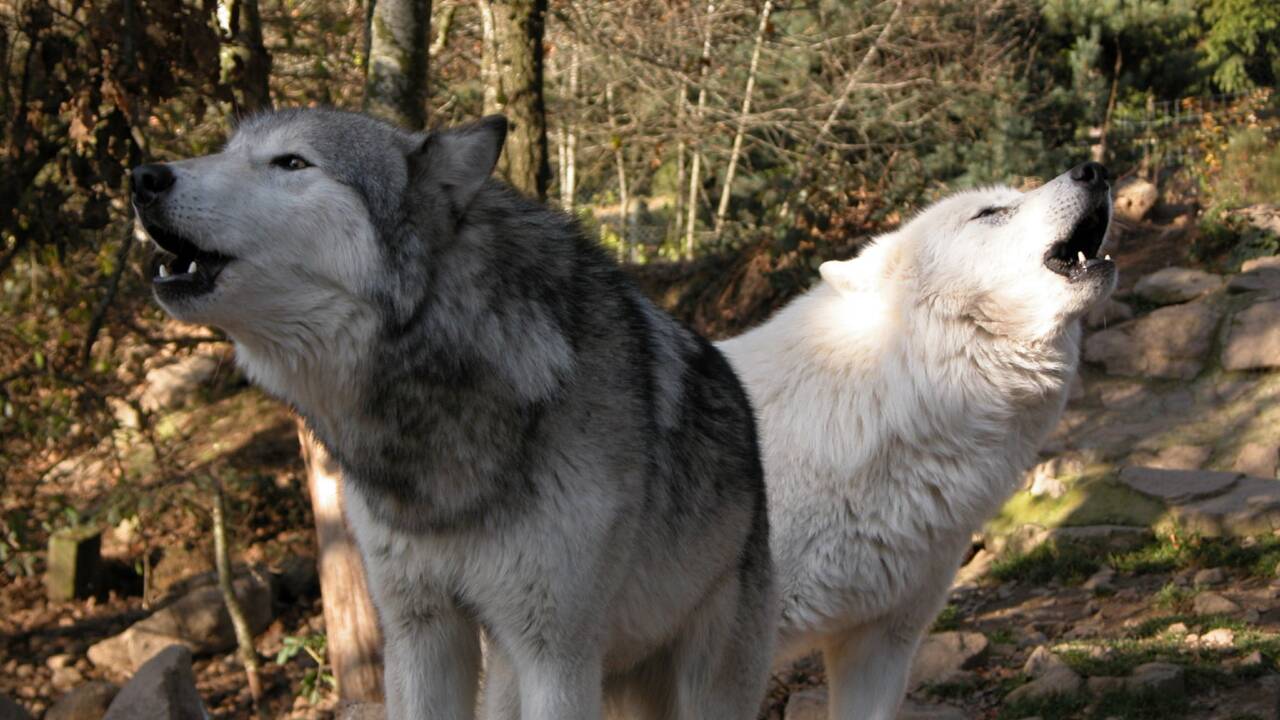 Sept loups errants recherchés après les crues dans l'arrière-pays niçois