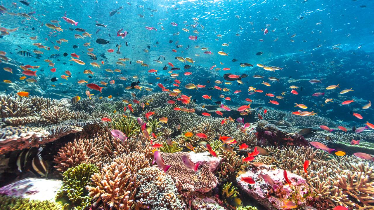 Musée océanographique de Monaco : à la découverte de pêcheurs indonésiens qui tentent de sauver le corail