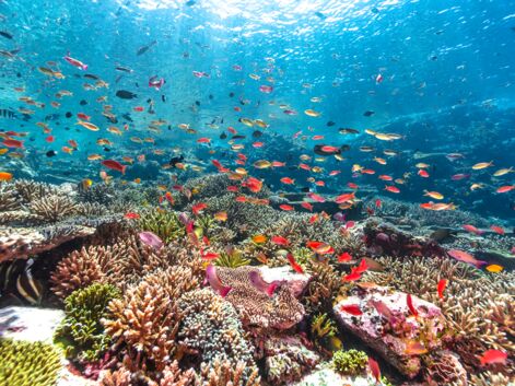 La sauvegarde d'un récif de corail en Indonésie