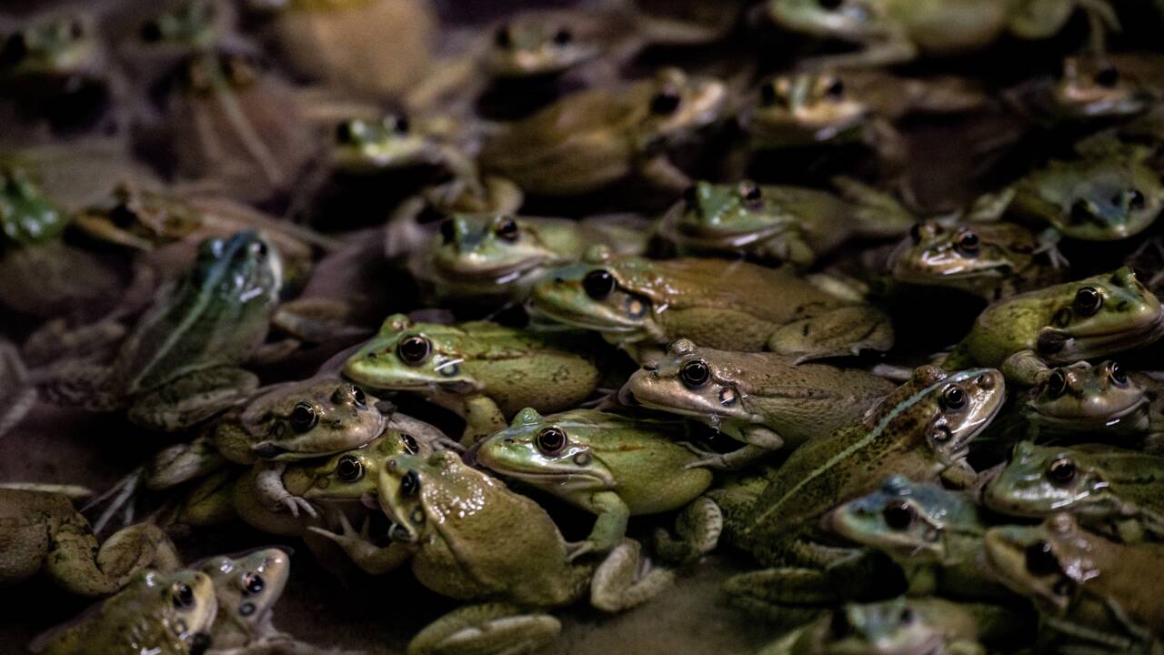 Les "Froggies" sautent sur les grenouilles françaises... encore trop rares