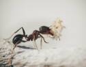 Les fourmis seraient très efficaces pour détecter les cancers