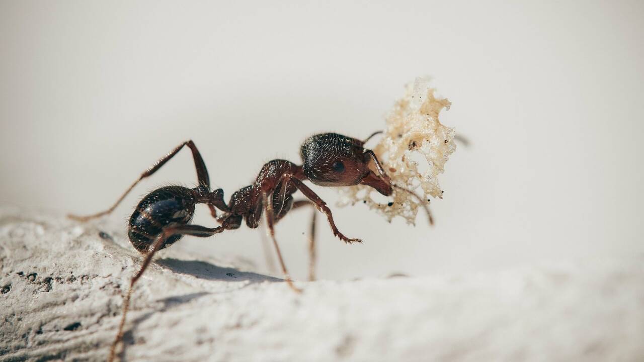 Comment certaines fourmis utilisent des outils pour échapper à la noyade 