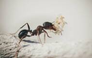 Ants would be very effective in detecting cancer