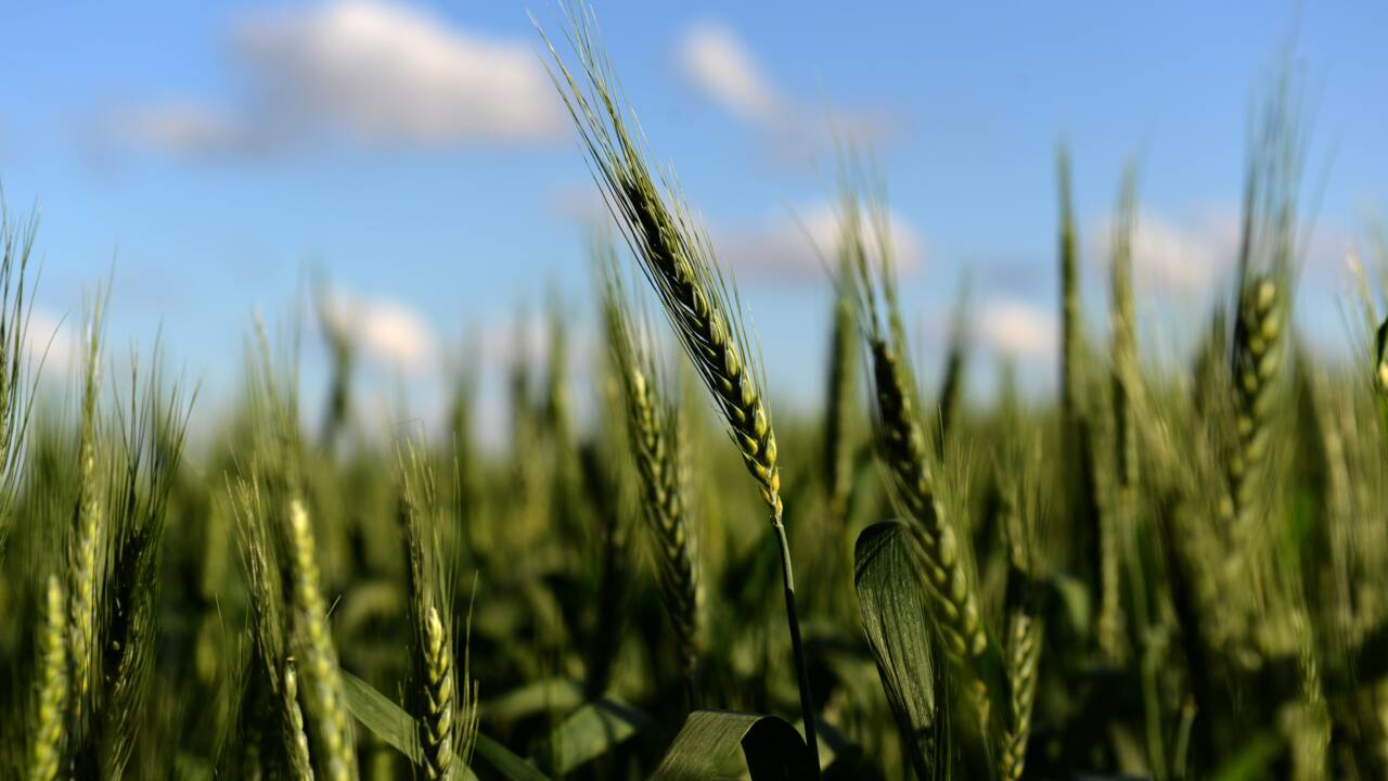 L'Argentine devient le premier pays au monde à autoriser du blé OGM