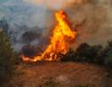 Des feux de forêt font rage en Syrie et au Liban, trois morts