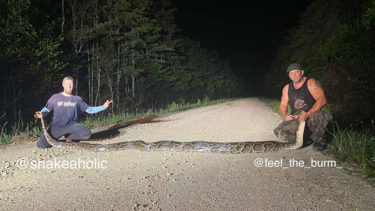 Après un combat acharné, un python birman de presque 6 mètres capturé en Floride