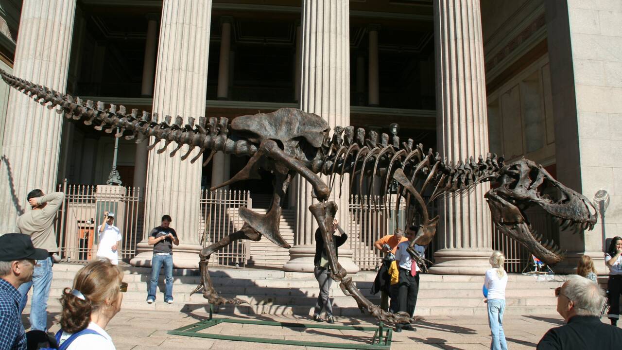 Stan le T. rex devient le fossile le plus cher jamais vendu aux enchères