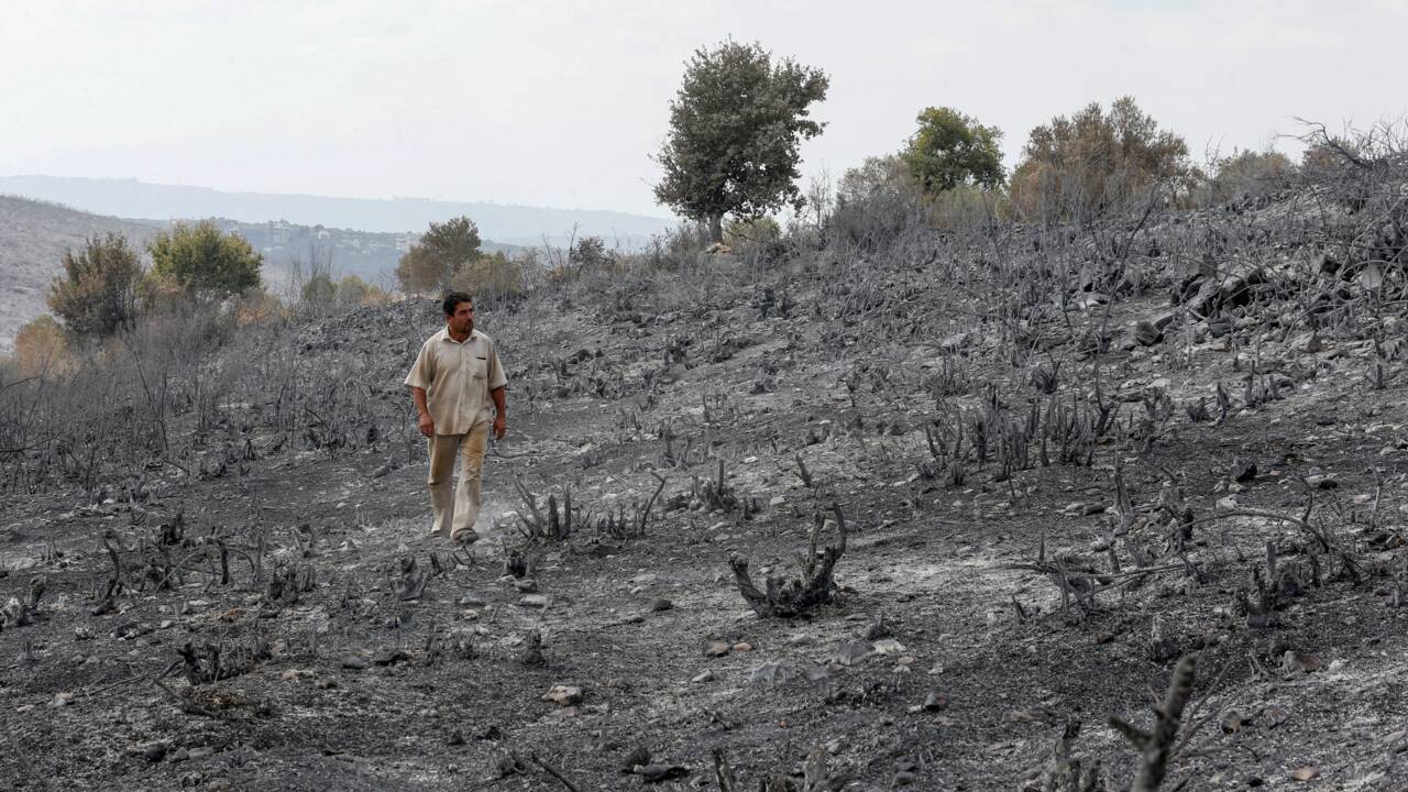 En Syrie, des récoltes d'oliviers prometteuses anéanties par les incendies