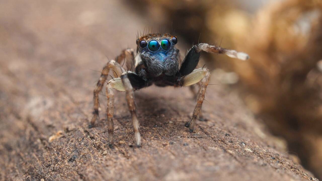 Une Australienne découvre une (adorable) nouvelle espèce d'araignée... dans son jardin