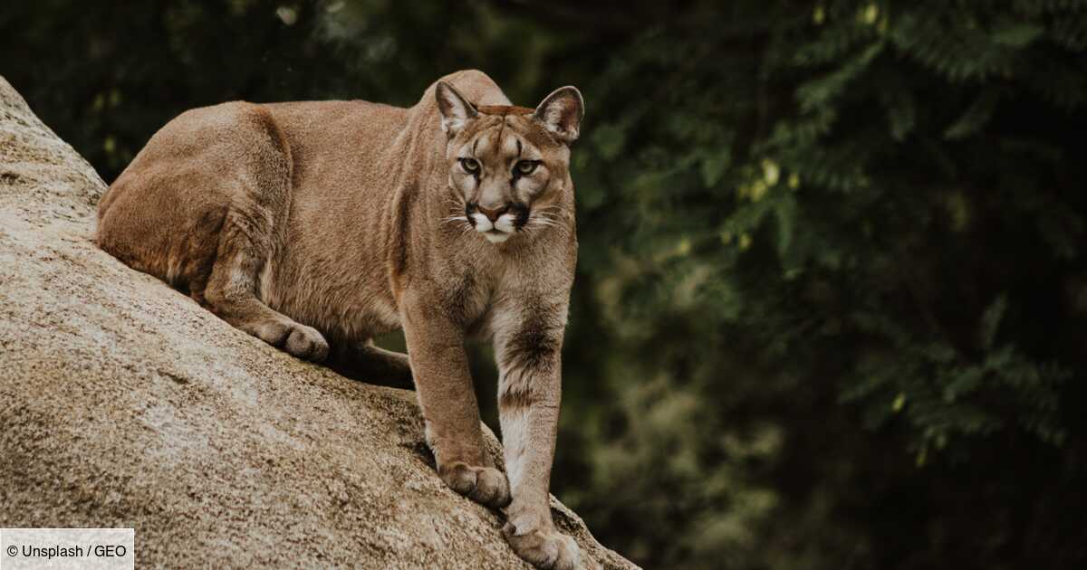 Attaqu par un puma un randonneur am ricain filme la sc ne Geo