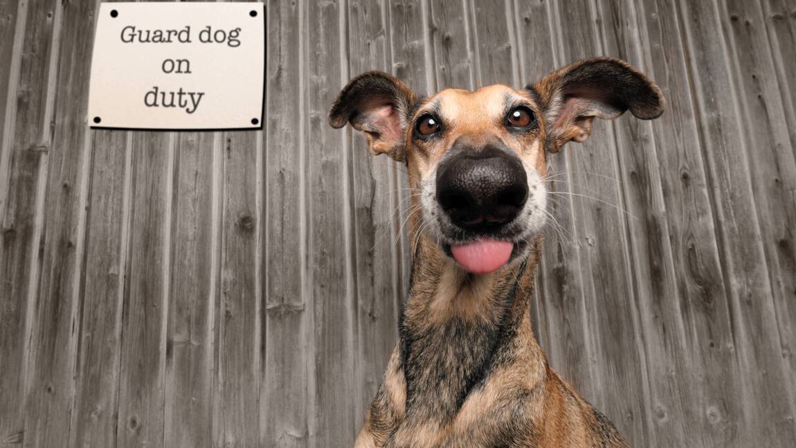 Abandonnée puis adoptée, cette chienne malicieuse remporte les Comedy Pet Photo Awards 2020