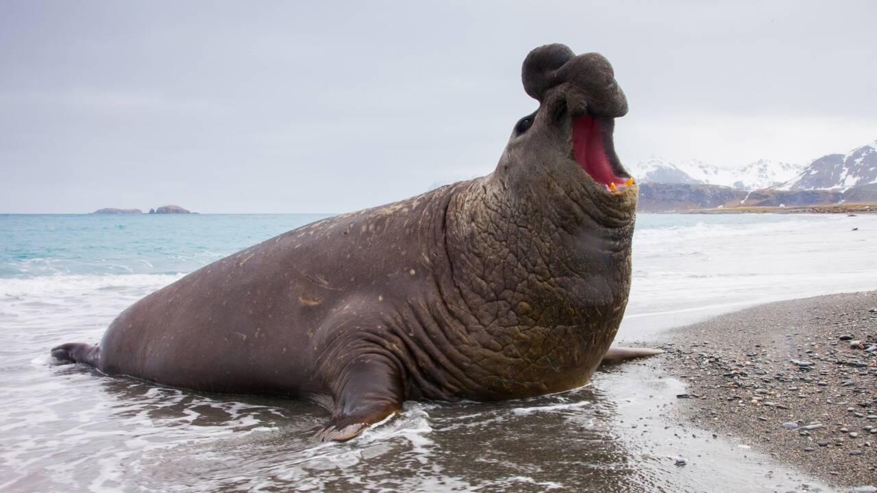Au Chili, l'incroyable sauvetage d'un éléphant de mer par les habitants d'un village de Patagonie