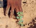 Un nombre inattendu d’arbres peuple le Sahara et le Sahel, selon une étude