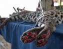 Brésil : une ONG recueille un jaguar meurtri par les flammes du Pantanal