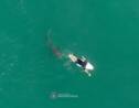 Australie : un drone filme la rencontre entre un grand requin blanc et un surfeur