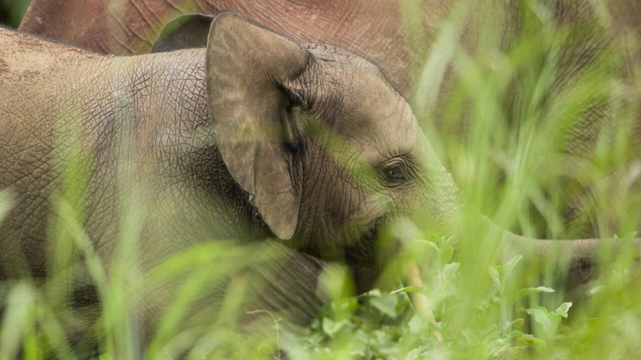La Côte d'Ivoire assiste à "l'extinction massive" de ses éléphants de forêt