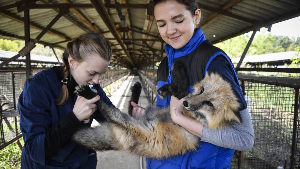 En Sibérie, des renards apprivoisés interrogent la science