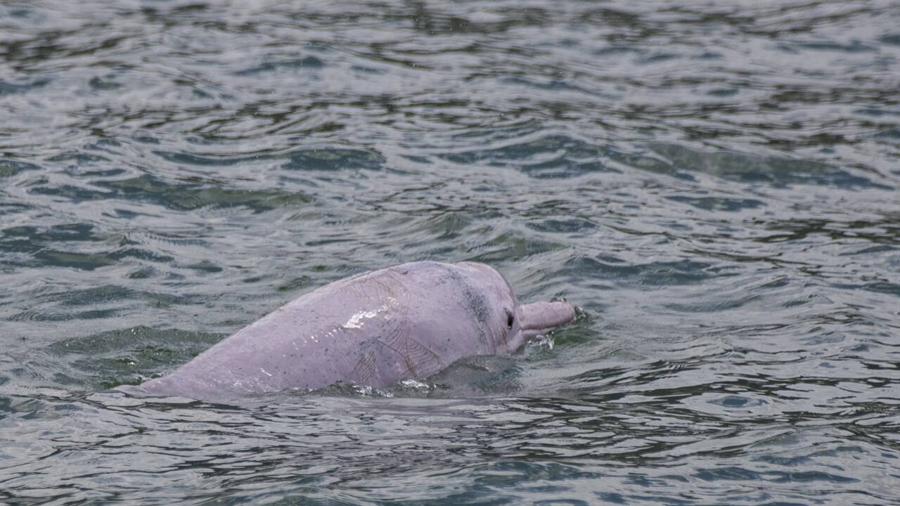 A Hong Kong, les dauphins roses de retour avec la baisse du trafic maritime