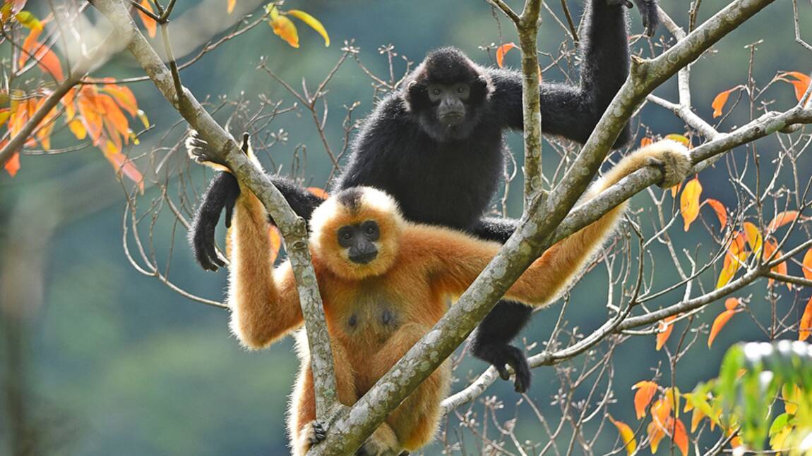 Ce "pont" installé en pleine forêt pourrait aider à sauver un primate de l'extinction