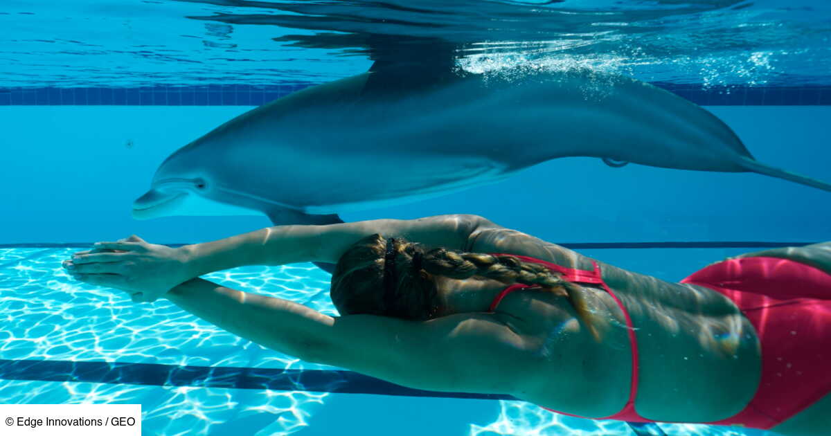 http marineland rencontre avec les animaux dauphins