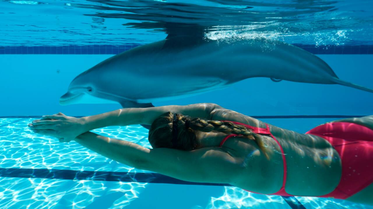 Parcs aquatiques : des robots dauphins pour remplacer les animaux en captivité ?