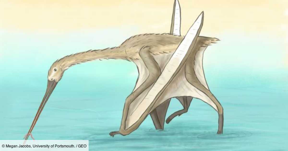 Un Etonnant Pterosaure A Bec Long Et Sans Dents Decouvert Au Maroc Geo Fr