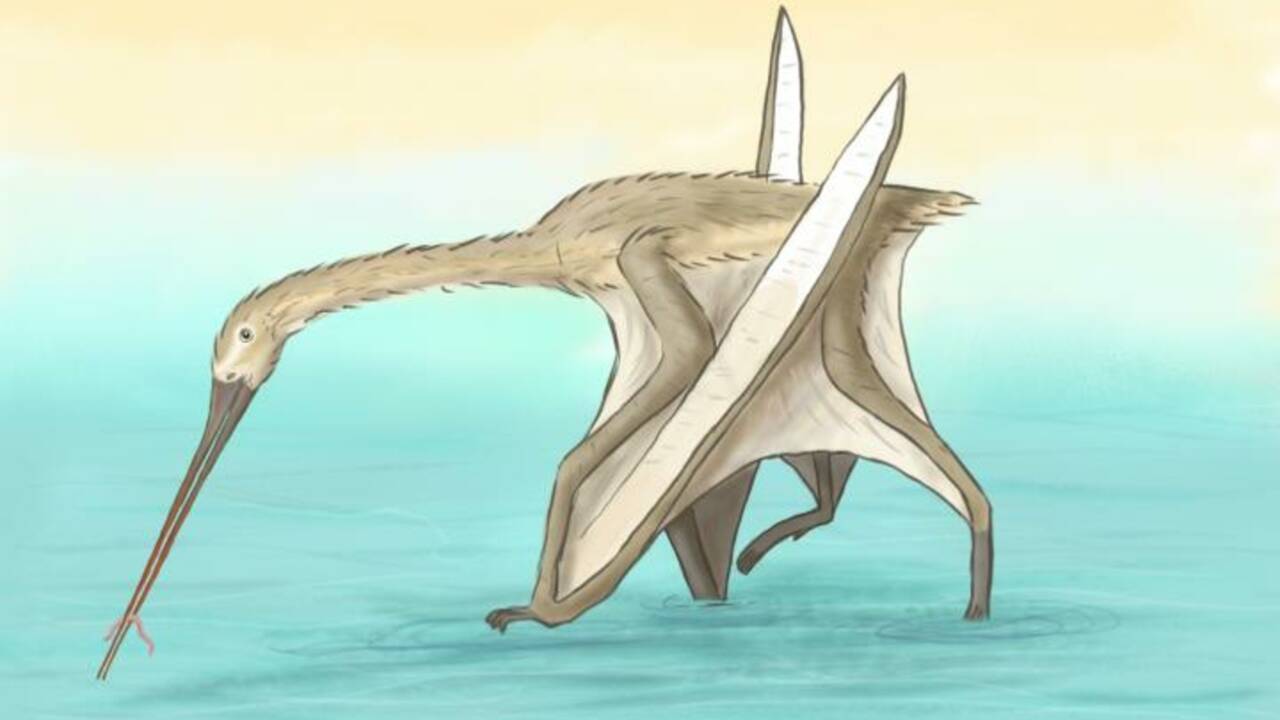 Un étonnant ptérosaure à bec long et sans dents découvert au Maroc