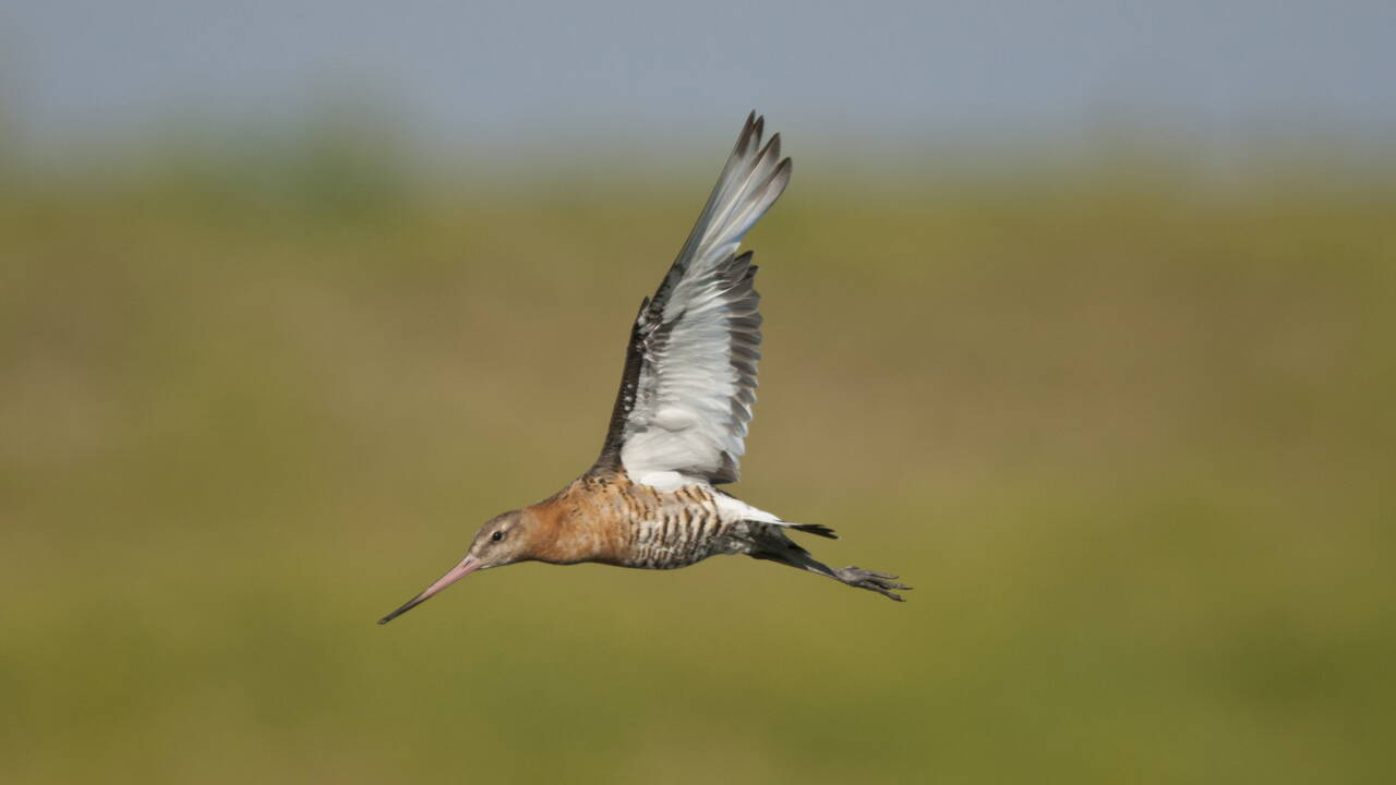 Un Oiseau Bat Le Record De Migration Ininterrompue Entre L Alaska Et La Nouvelle Zelande Geo Fr