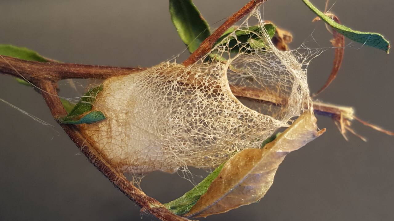 En Australie, cette araignée tisse les toiles les plus robustes au monde