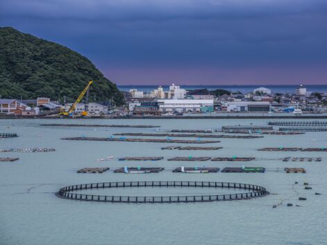 Japon : en immersion dans la fabrique des thons géants