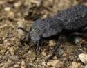 Les secrets d'un "scarabée diabolique" à la carapace ultra-résistante enfin percés 
