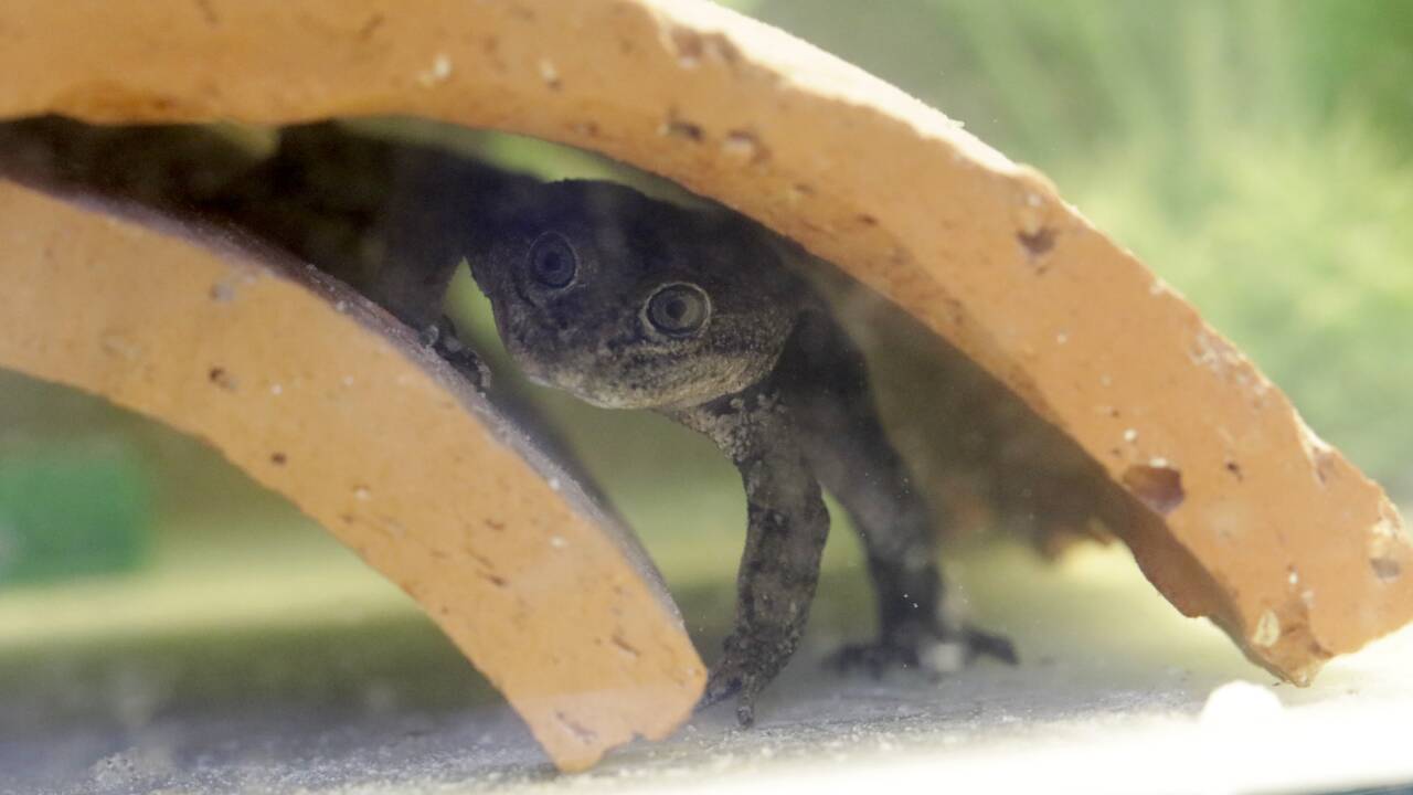 Chili : une rare espèce de grenouille sauvée in extremis de la disparition