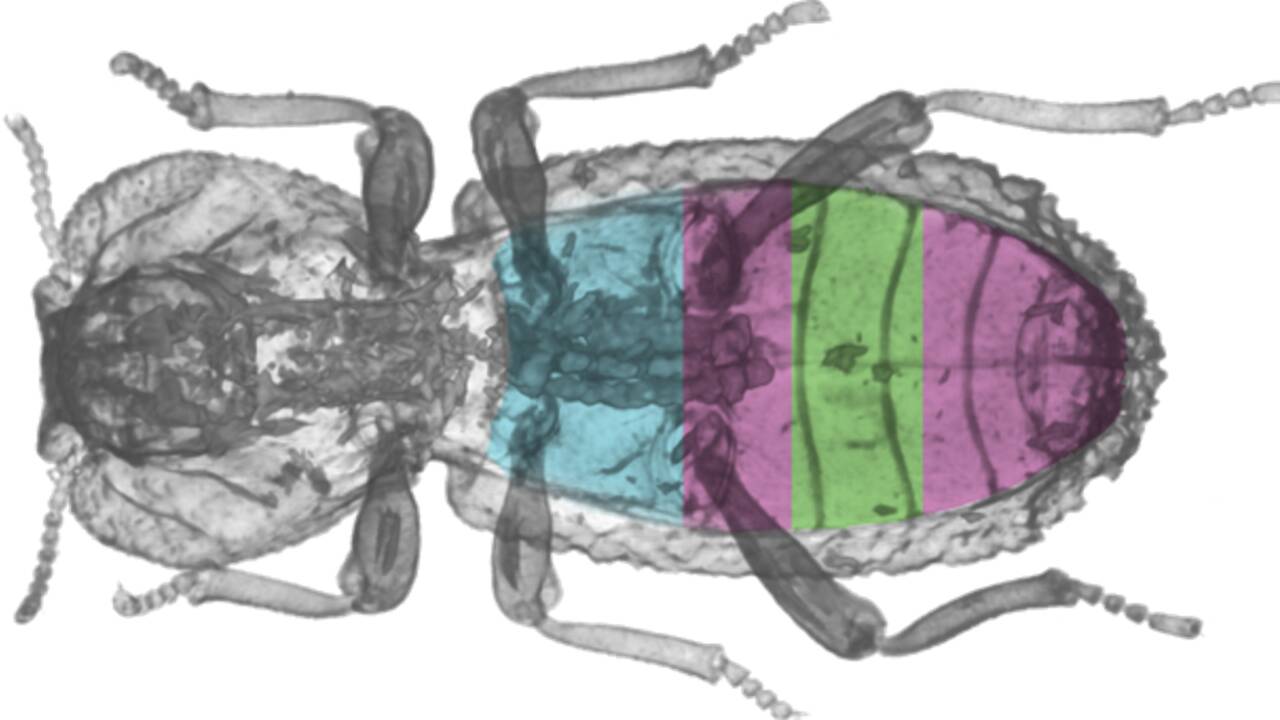 Les secrets d'un "scarabée diabolique" à la carapace ultra-résistante enfin percés 