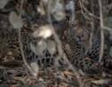 Brésil: rescapé des flammes, un jaguar retrouve son Pantanal