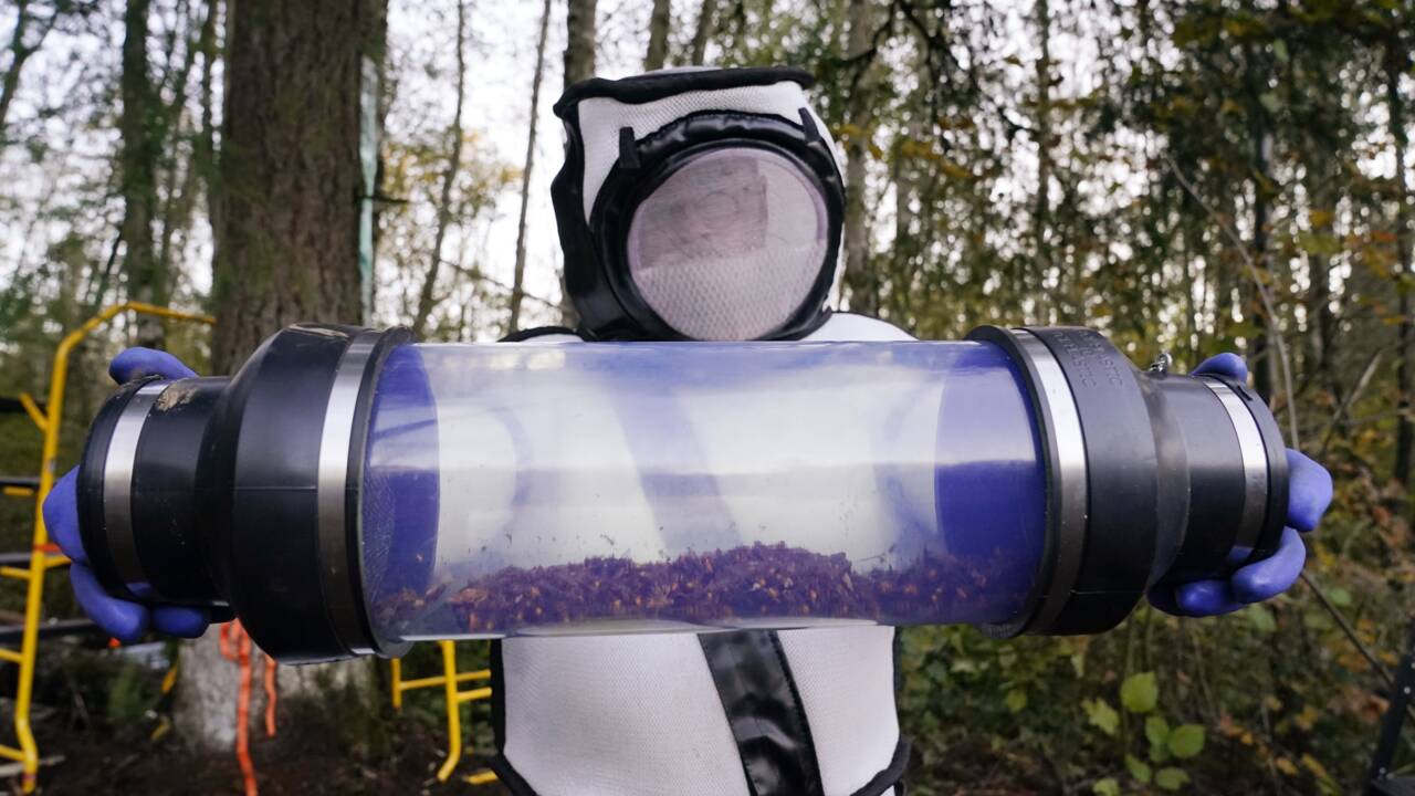 Pour la première fois, un nid de "frelons meurtriers" éradiqué aux Etats-Unis